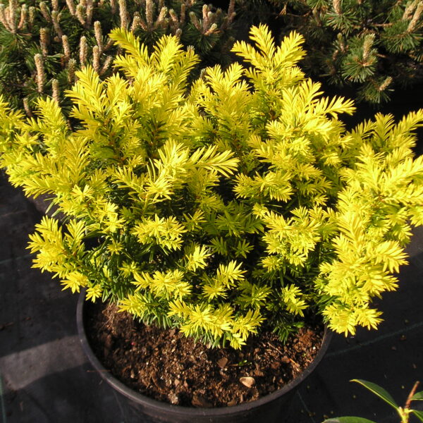 Cis japoński Aurescens