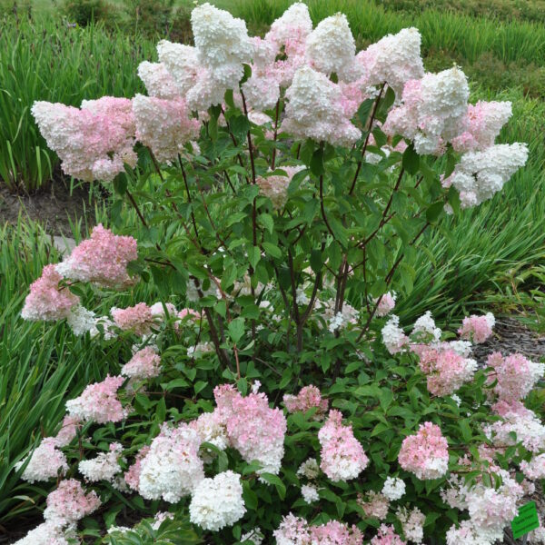 Hortensja bukietowa VANILLE-FRAISE