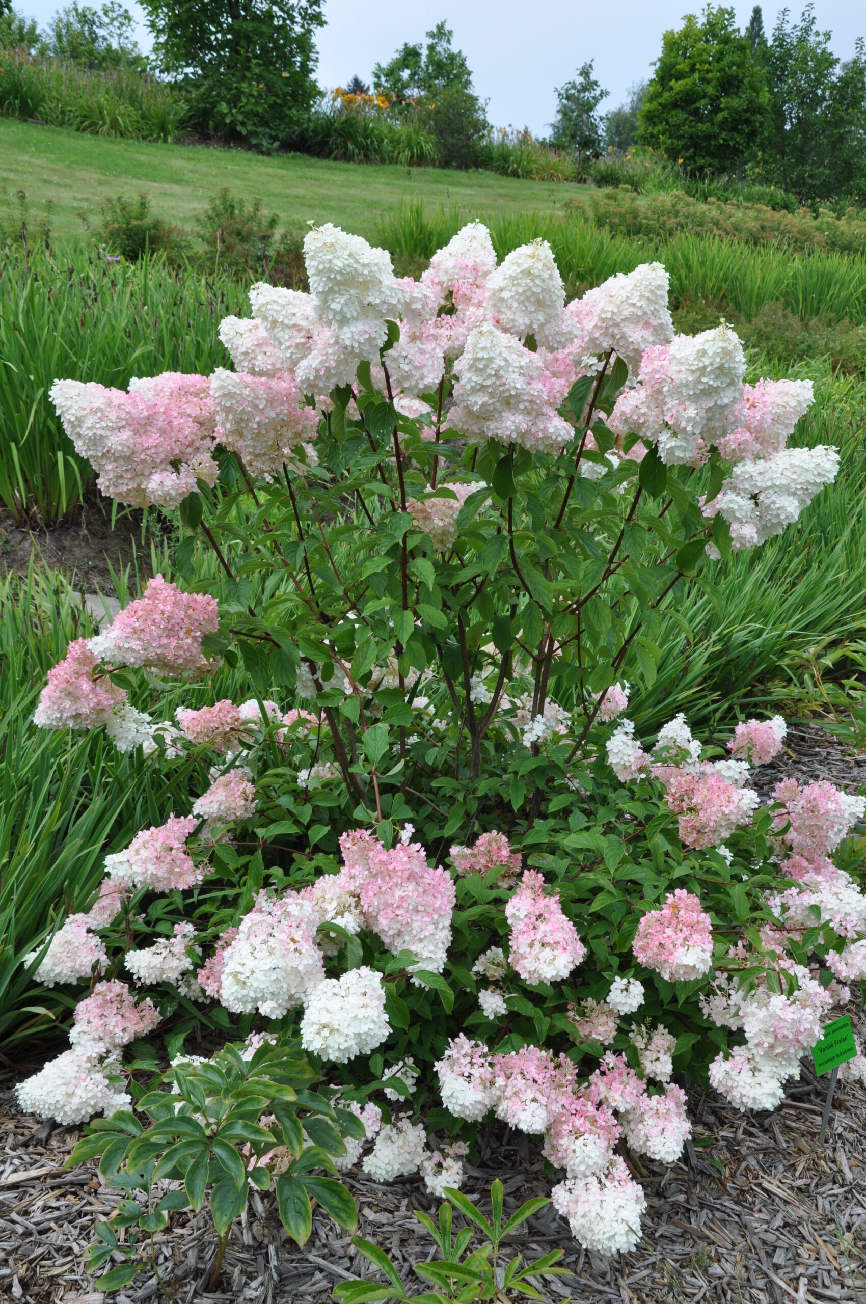 Hortensja bukietowa VANILLE-FRAISE
