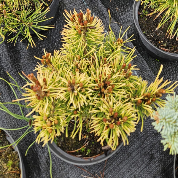 Sosna kosodrzewina 'Carsten'