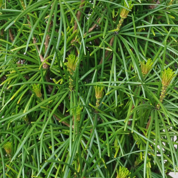 Sośnica japońska GREEN DIAMOND 'Dierks1'