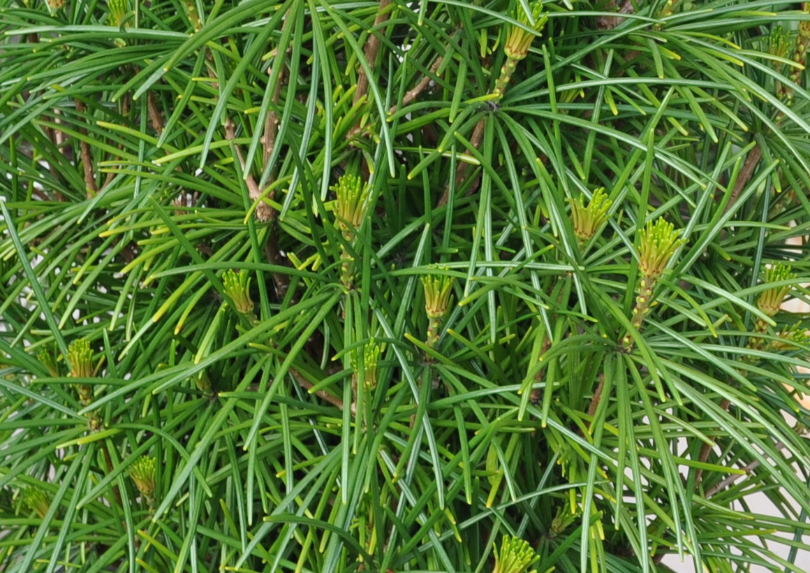 Sośnica japońska GREEN DIAMOND 'Dierks1'