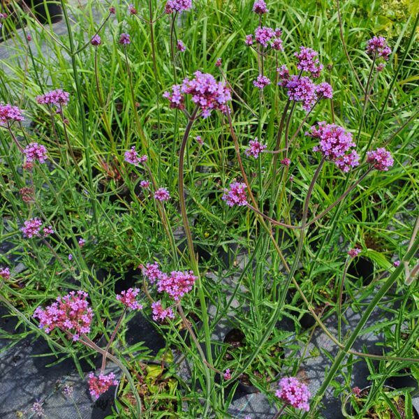 Werbena patagońska - argentyńska