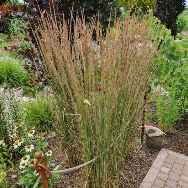 Trzcinnik ostrokwiatowy 'Overdam'