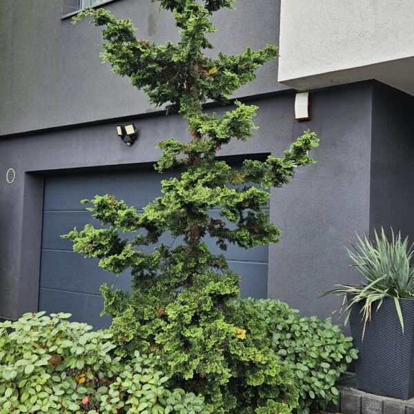 Cyprysik tępołuskowy ‘Contorta’