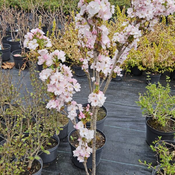 Wiśnia piłkowana 'Amanogawa'