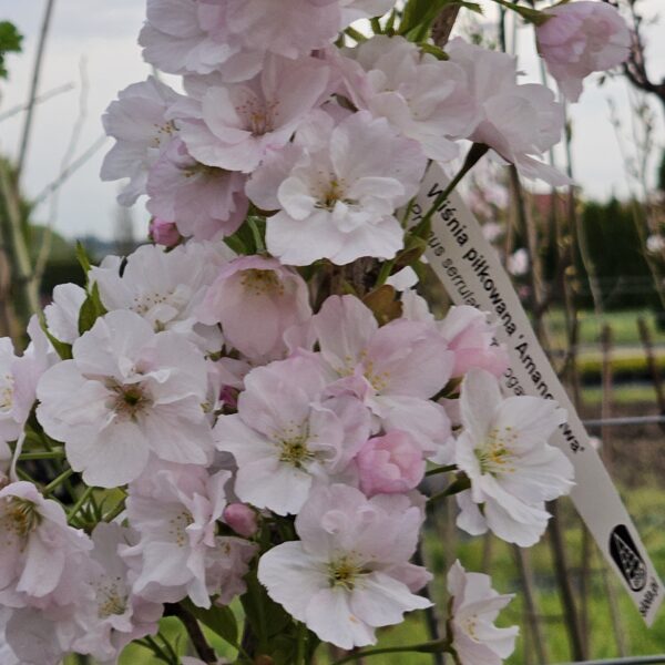 Wiśnia piłkowana 'Amanogawa'