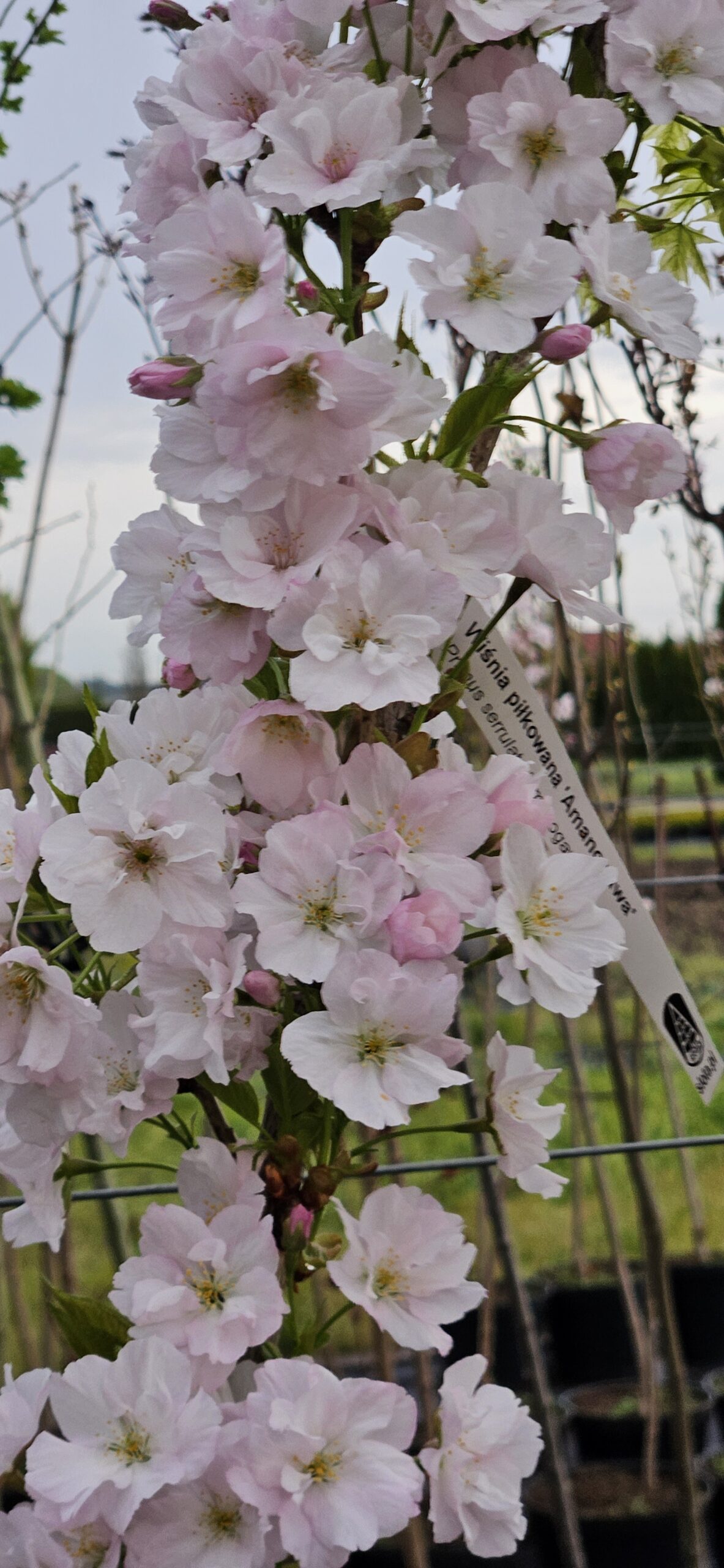 Wiśnia piłkowana 'Amanogawa'