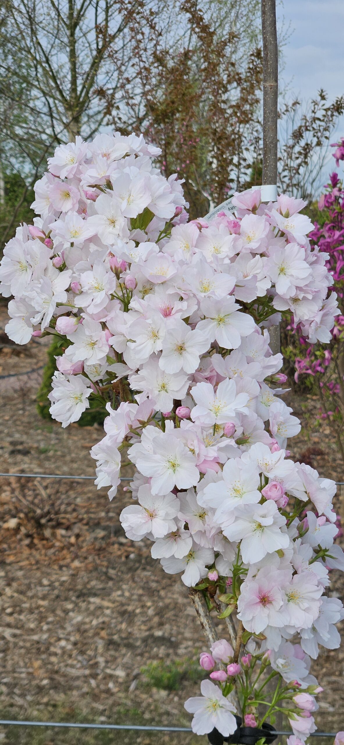 Wiśnia piłkowana 'Amanogawa'