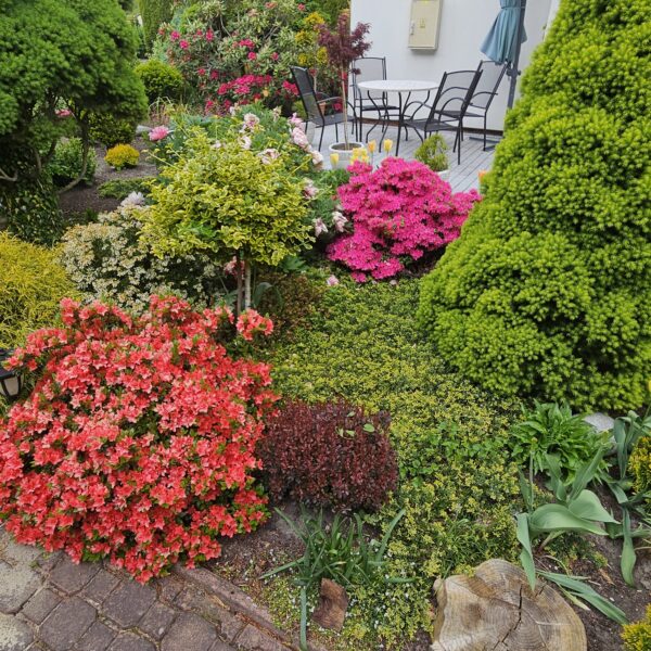 Azalia GEISHA ORANGE 'Satschiko'