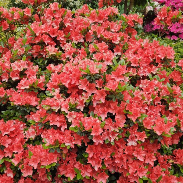 Azalia GEISHA ORANGE 'Satschiko'