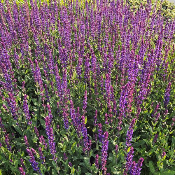 Szałwia omszona 'Caradonna'