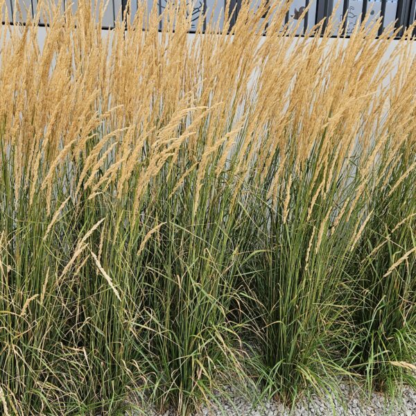 Trzcinnik ostrokwiatowy 'Karl Foerster'