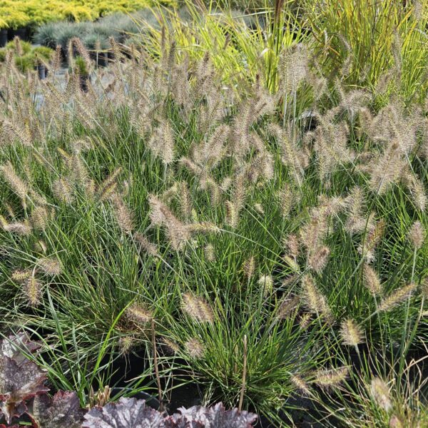 Rozplenica japońska 'Little Bunny'