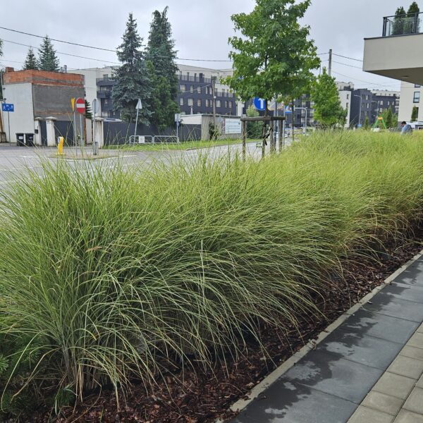 Miskant chiński 'Gracillimus'