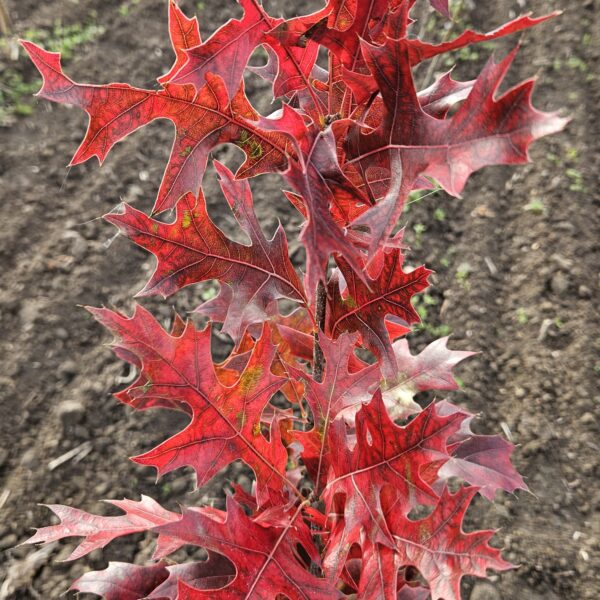 Dąb błotny GREEN PILLAR