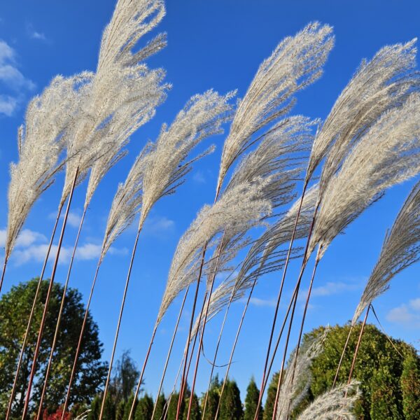 Miskant chiński 'Memory'