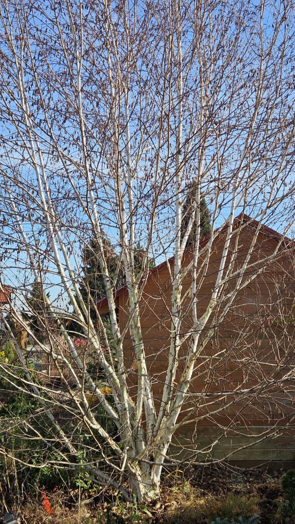 Brzoza pożyteczna ‘Doorenbos’
