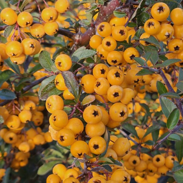 Ognik 'Soleil d’Or'