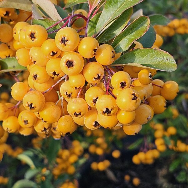 Ognik 'Soleil d’Or'