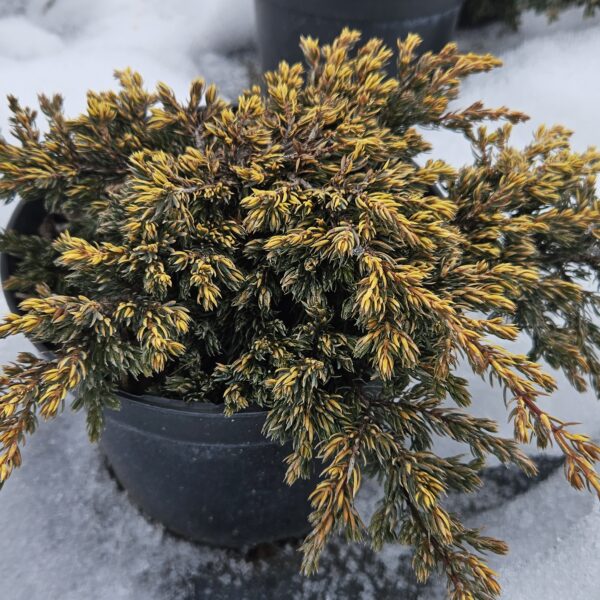 Jałowiec pospolity 'Goldschatz'