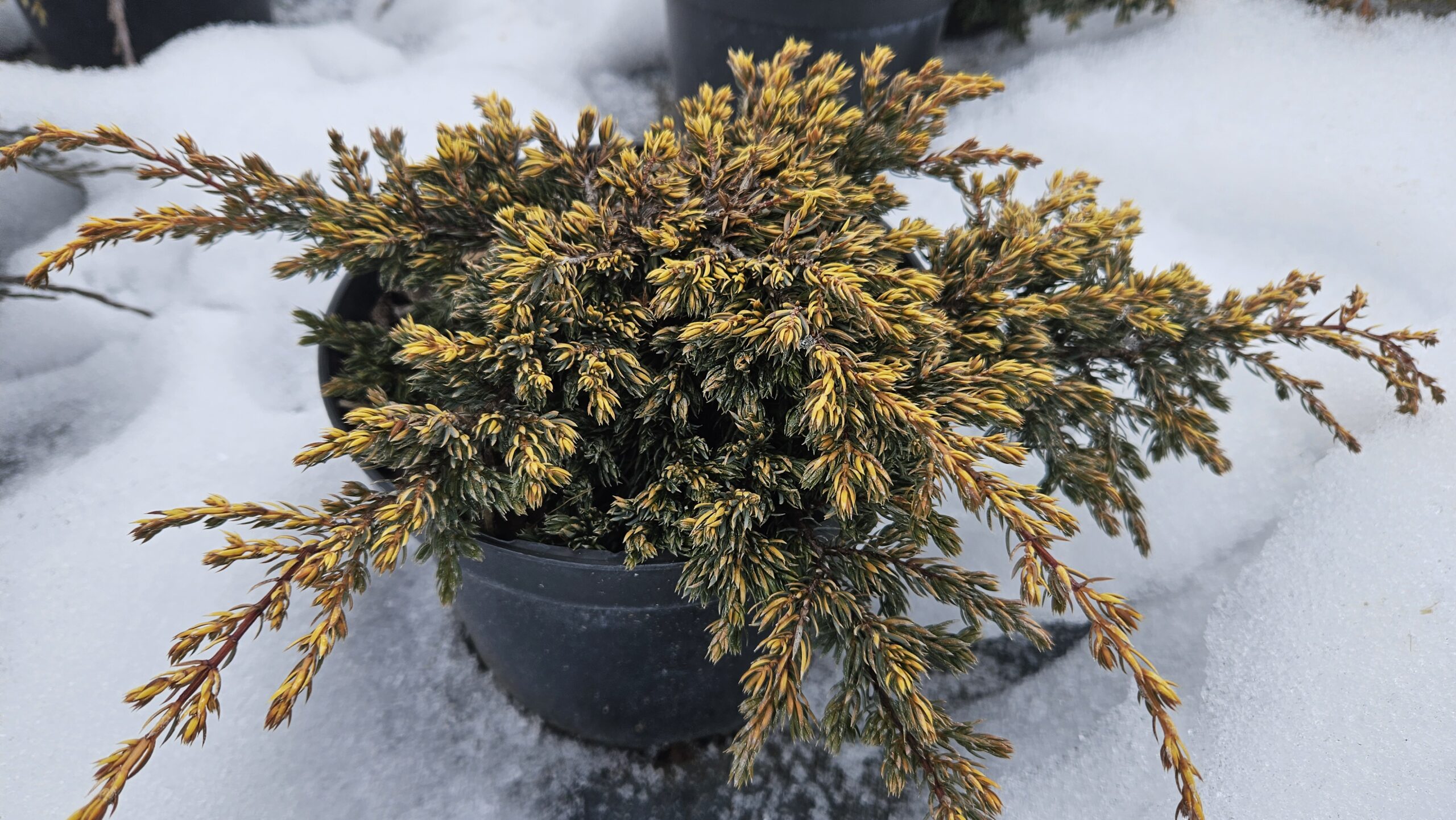 Jałowiec pospolity 'Goldschatz'