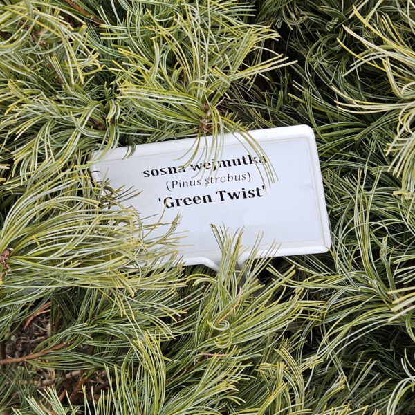 Sosna wejmutka 'Green Twist'