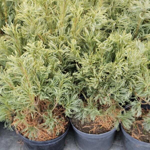 Sosna wejmutka 'Green Twist'