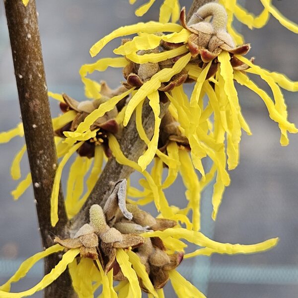 Oczar pośredni 'Arnold Promise'