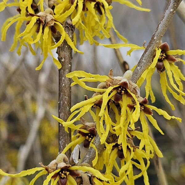 Oczar pośredni 'Arnold Promise'