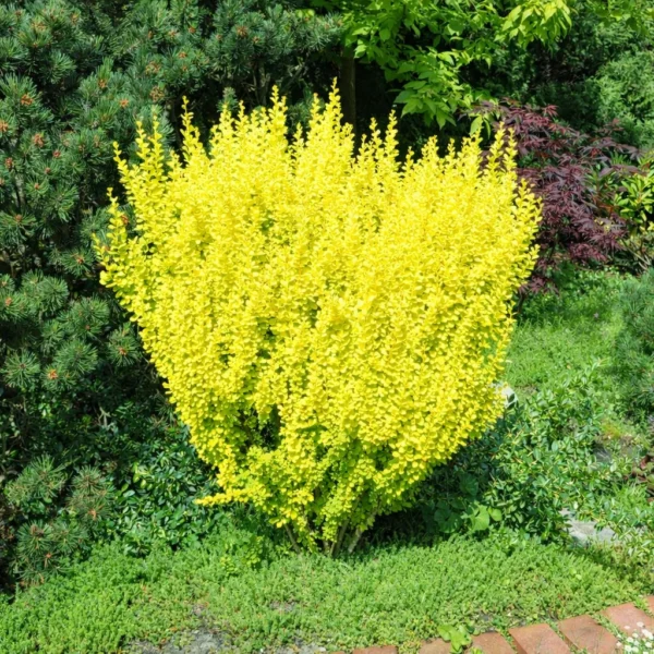 Berberys Thunberga ‘Złoty kolumnowy’