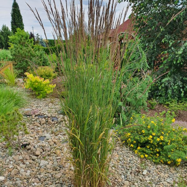 Trzcinnik ostrokwiatowy 'Karl Foerster'