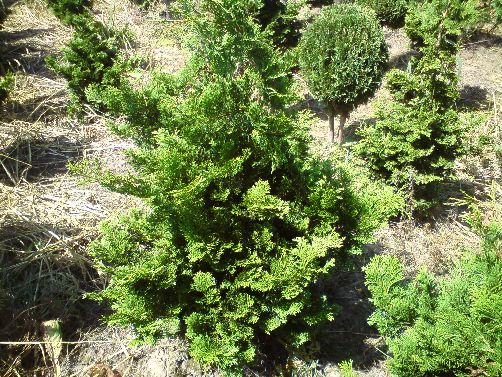 Cyprysik tępołuskowy ‘Contorta’