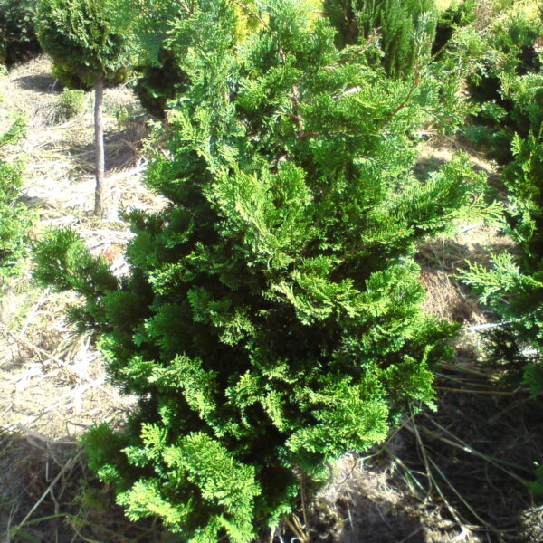 Cyprysik tępołuskowy ‘Contorta’