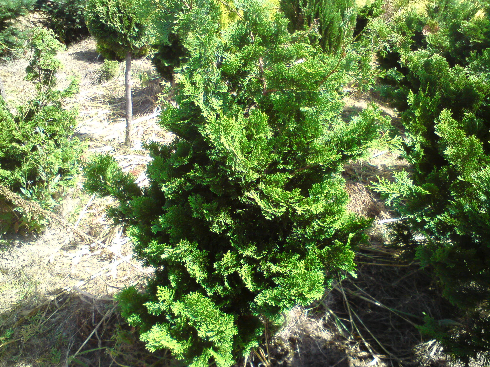 Cyprysik tępołuskowy ‘Contorta’