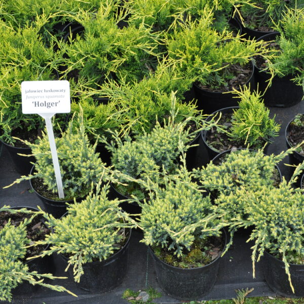 Jałowiec łuskowaty 'Holger'