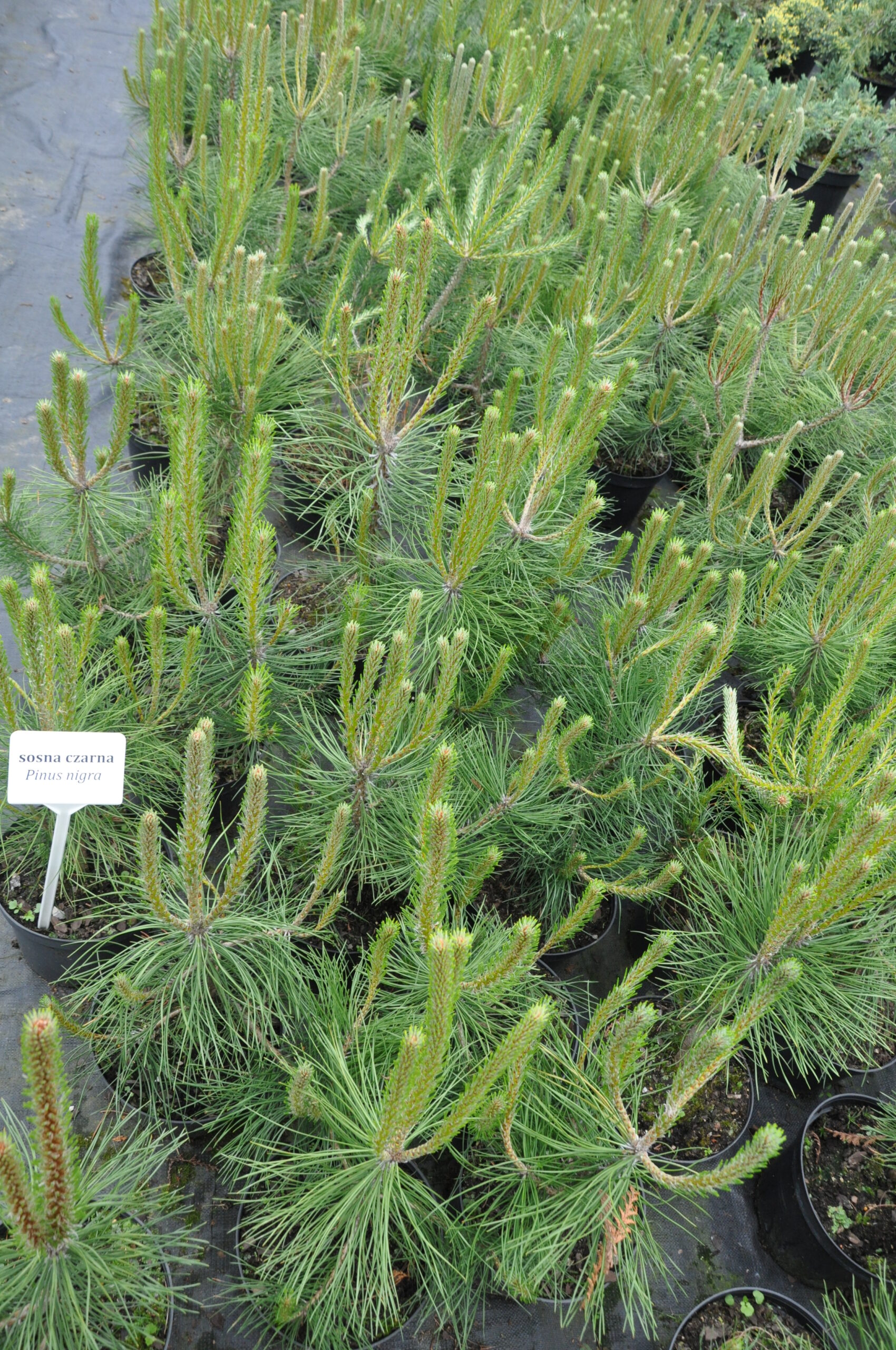 Sosna czarna