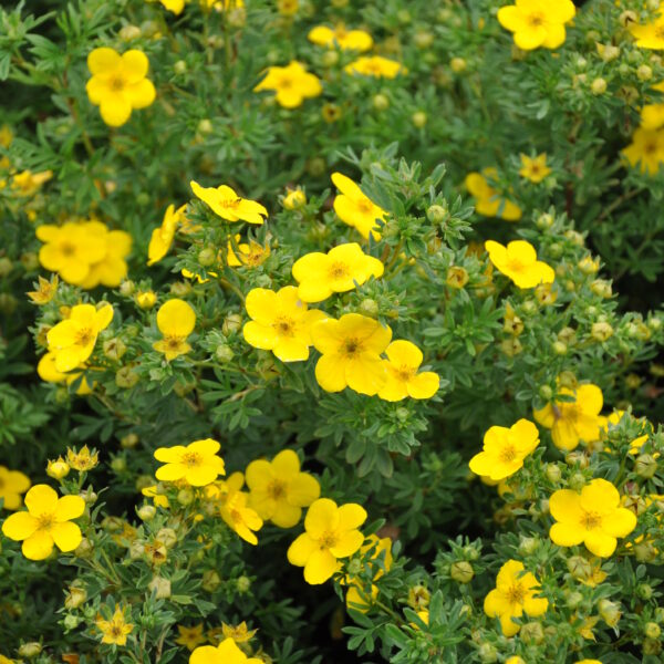 Pięciornik krzewiasty 'Goldstar'