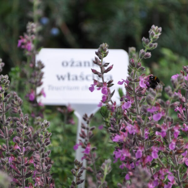 Ożanka właściwa - Teucrium chamaedrys