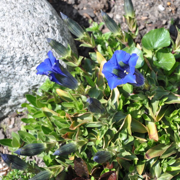 Goryczka bezłodygowa