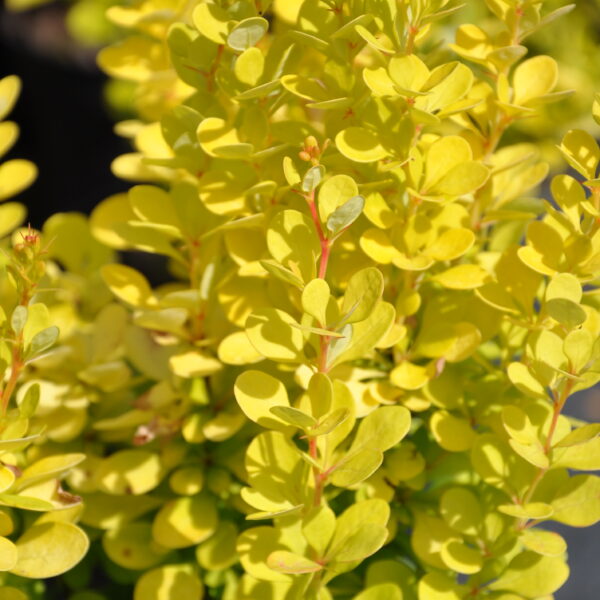 Berberys Thunberga ‘Złoty kolumnowy’