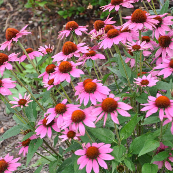 Jeżówka purpurowa - mix kolorów