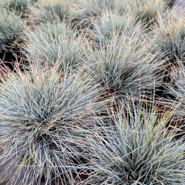 Kostrzewa sina 'Elijah Blue'