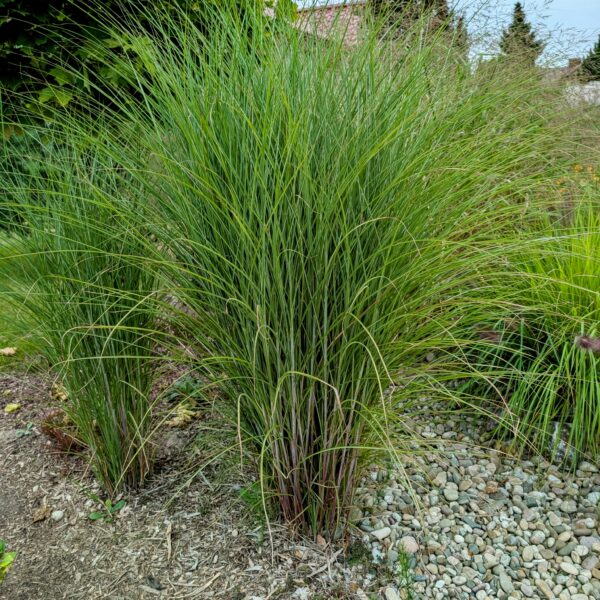 Miskant chiński 'Gracillimus'