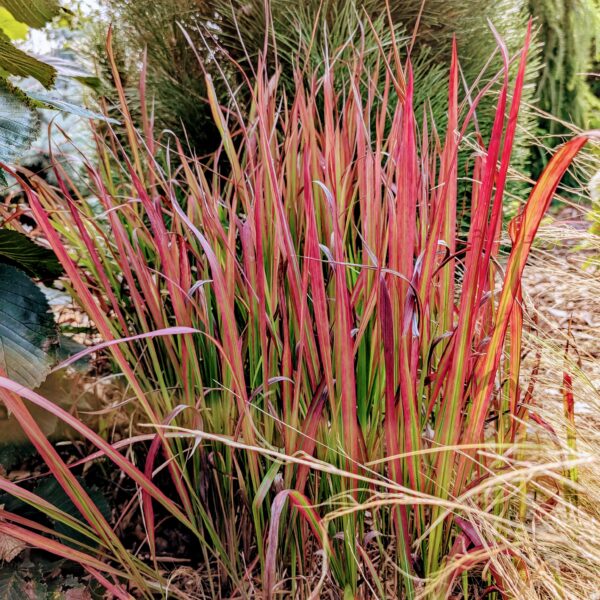 Imperata cylindryczna ‘Red Baron’