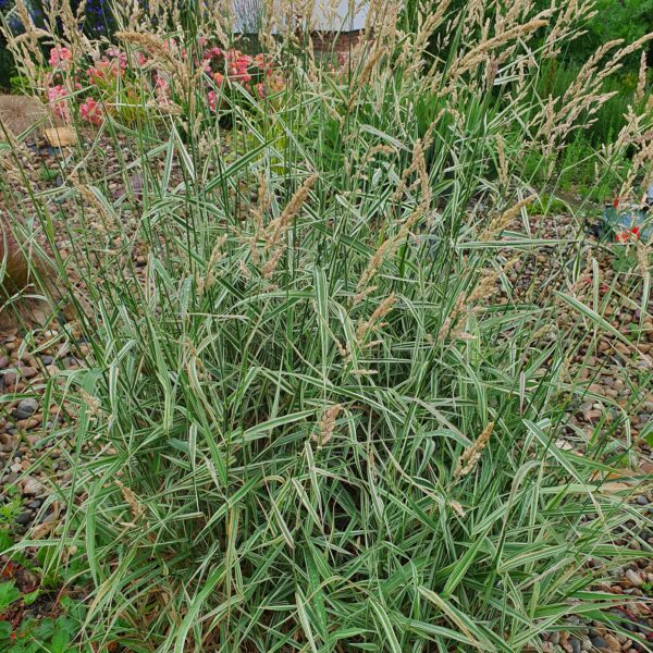 Kłosówka miękka 'Albovariegatus'