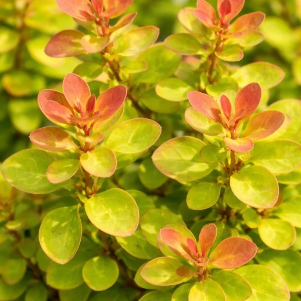 Berberys Thunberga ‘Limoncello’ BailErin