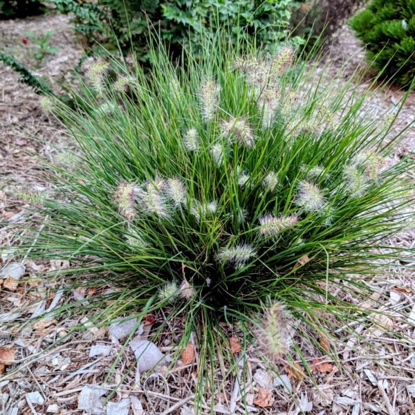 Rozplenica japońska 'Little Bunny'