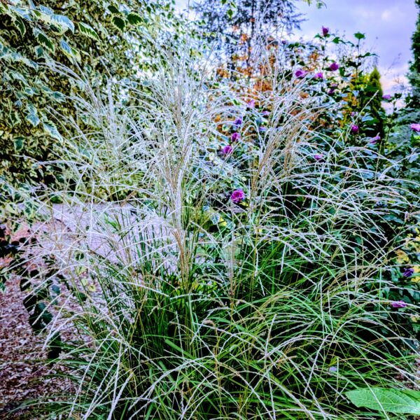 Miskant chiński 'Little Miss'