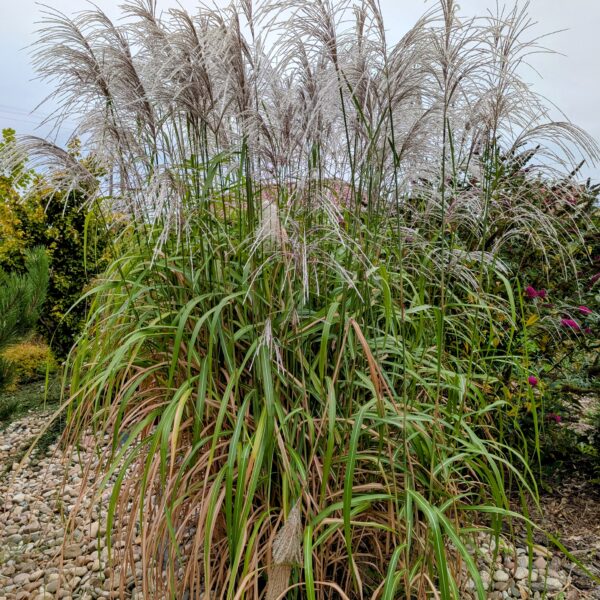 Miskant chiński 'Memory'